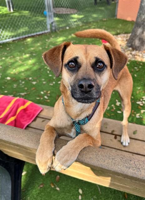 CANYON, Adoptable, Adult Male Terrier.