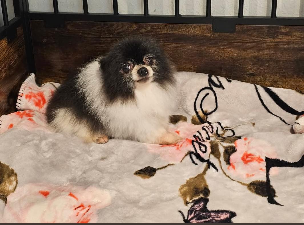 Allie, Adopted, Adult Female Pomeranian.