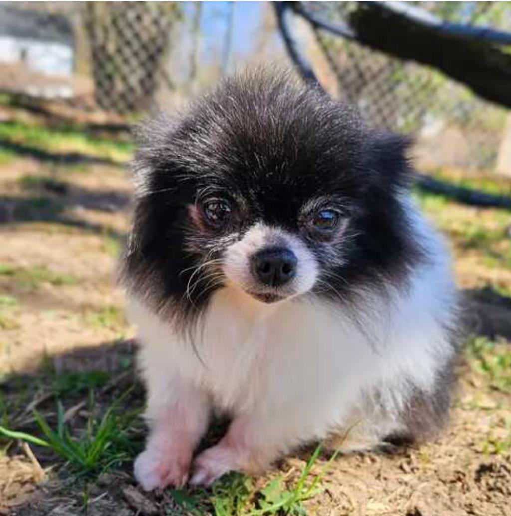 Allie, a Adopted Pomeranian in Sioux Falls, SD image 2/3