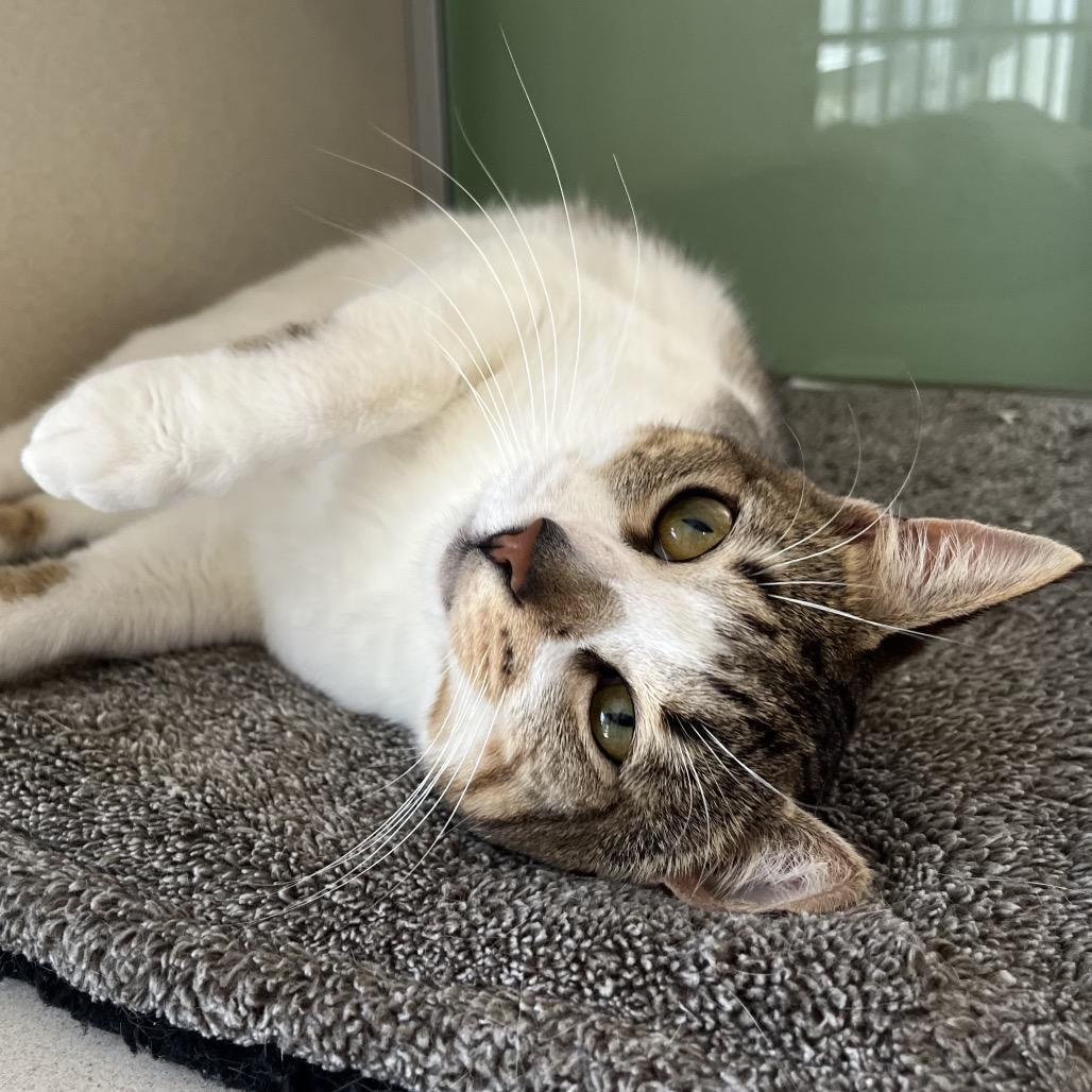 Enlarge Leprechaun, a Adoptable Domestic Short Hair in Calverton, NY image 1/3