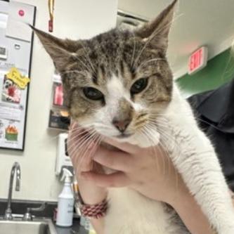 Enlarge Leprechaun, a Adoptable Domestic Short Hair in Calverton, NY image 2/3