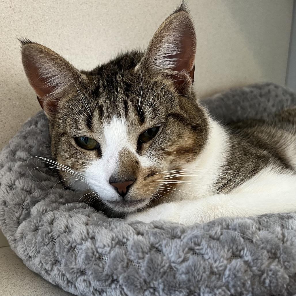 Enlarge Leprechaun, a Adoptable Domestic Short Hair in Calverton, NY image 3/3