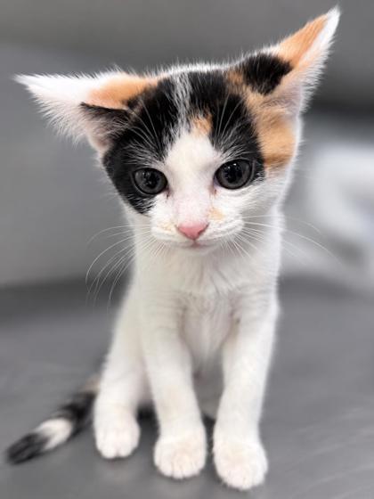 Luna, Adoptable, Kitten Female Domestic Short Hair & Dilute Calico.