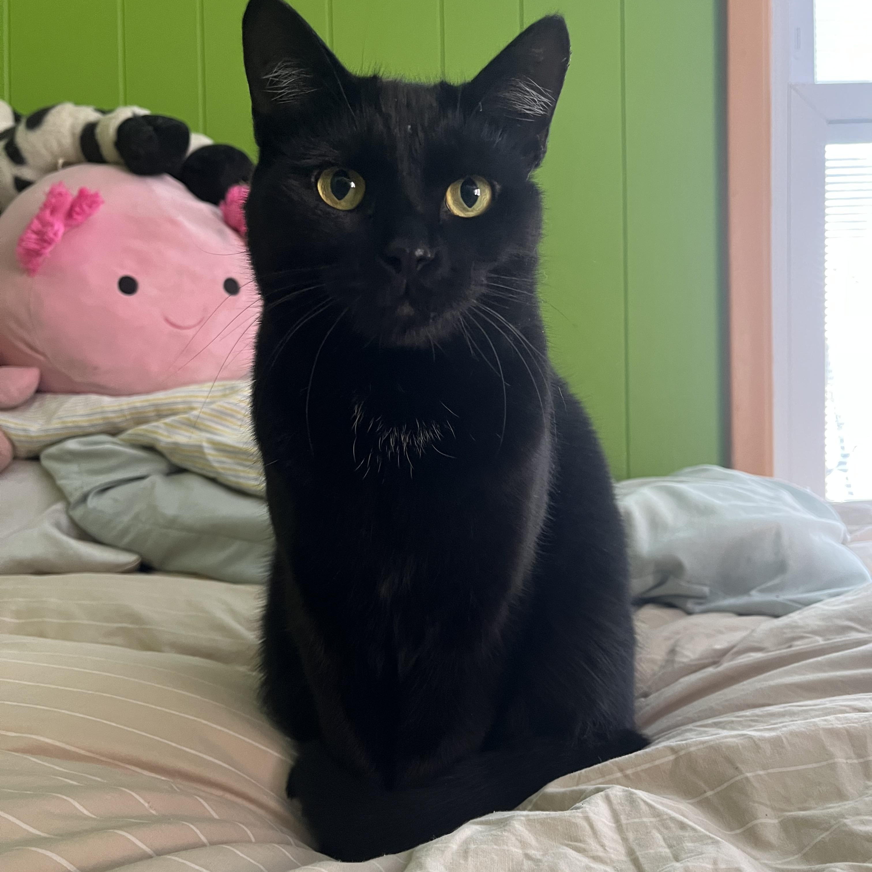 Eclipse, a Adopted American Shorthair in Swanton, OH image 5/5