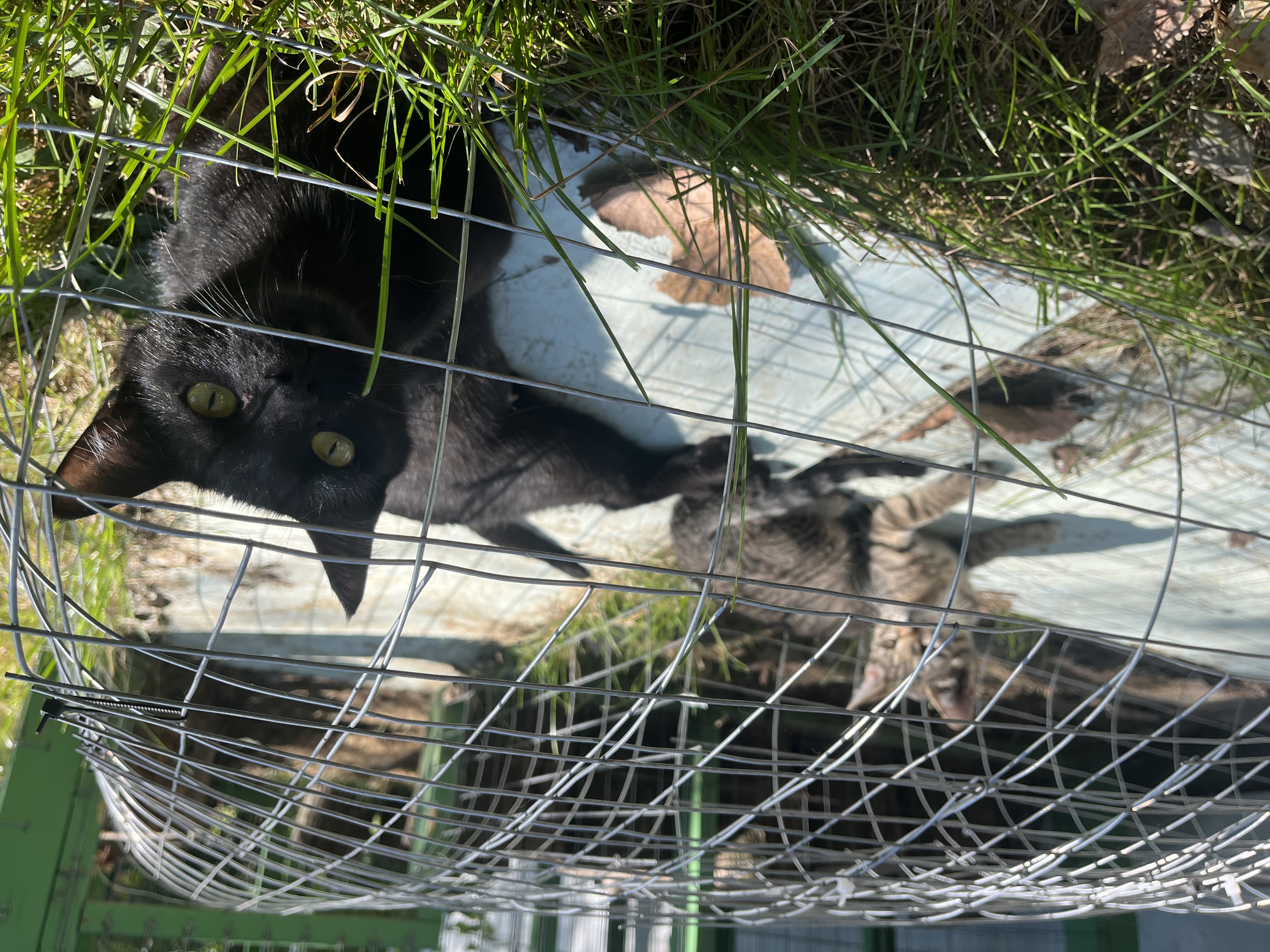 Eclipse, a Adopted American Shorthair in Swanton, OH image 1/5