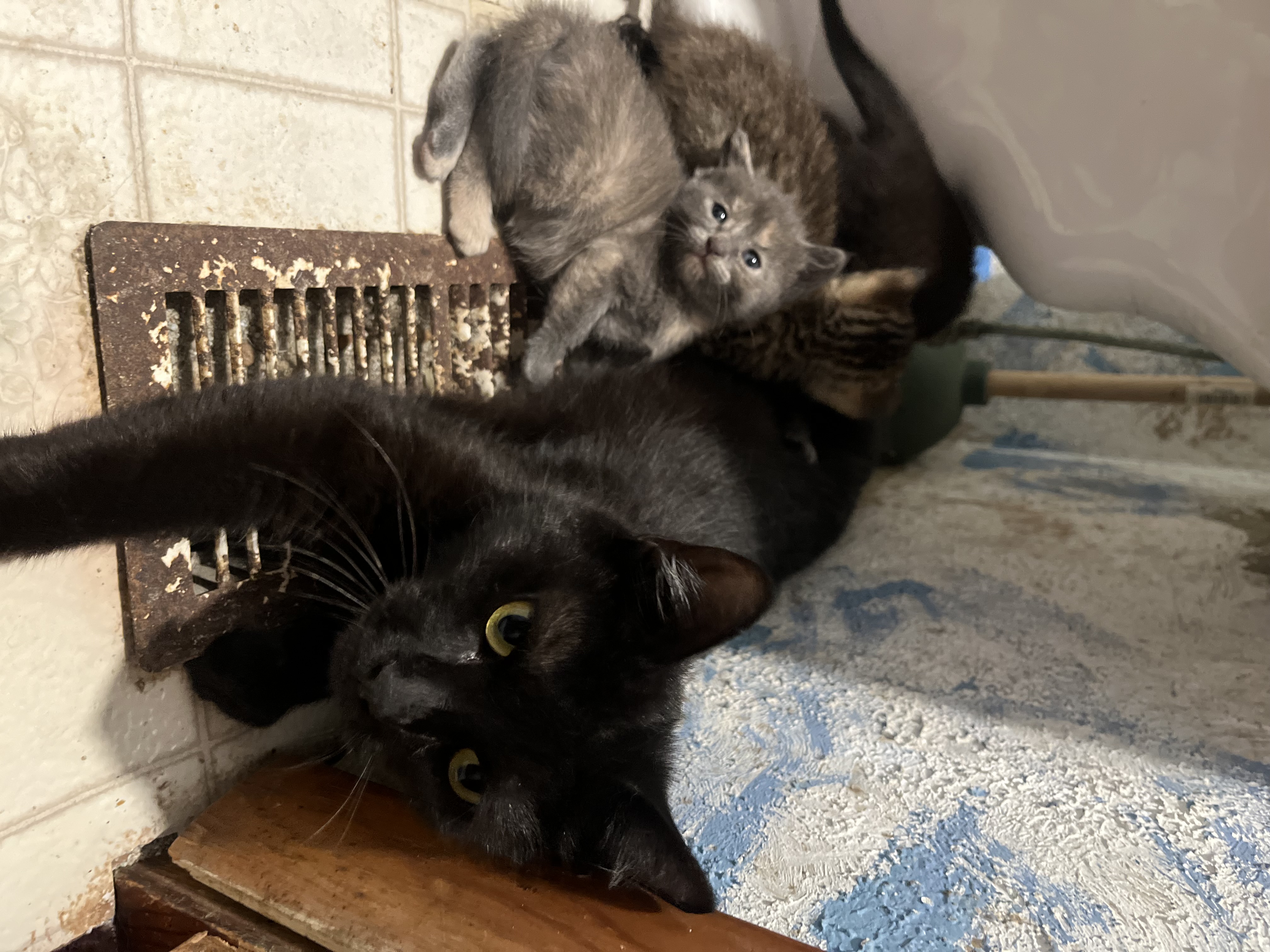 Eclipse, a Adopted American Shorthair in Swanton, OH image 2/5