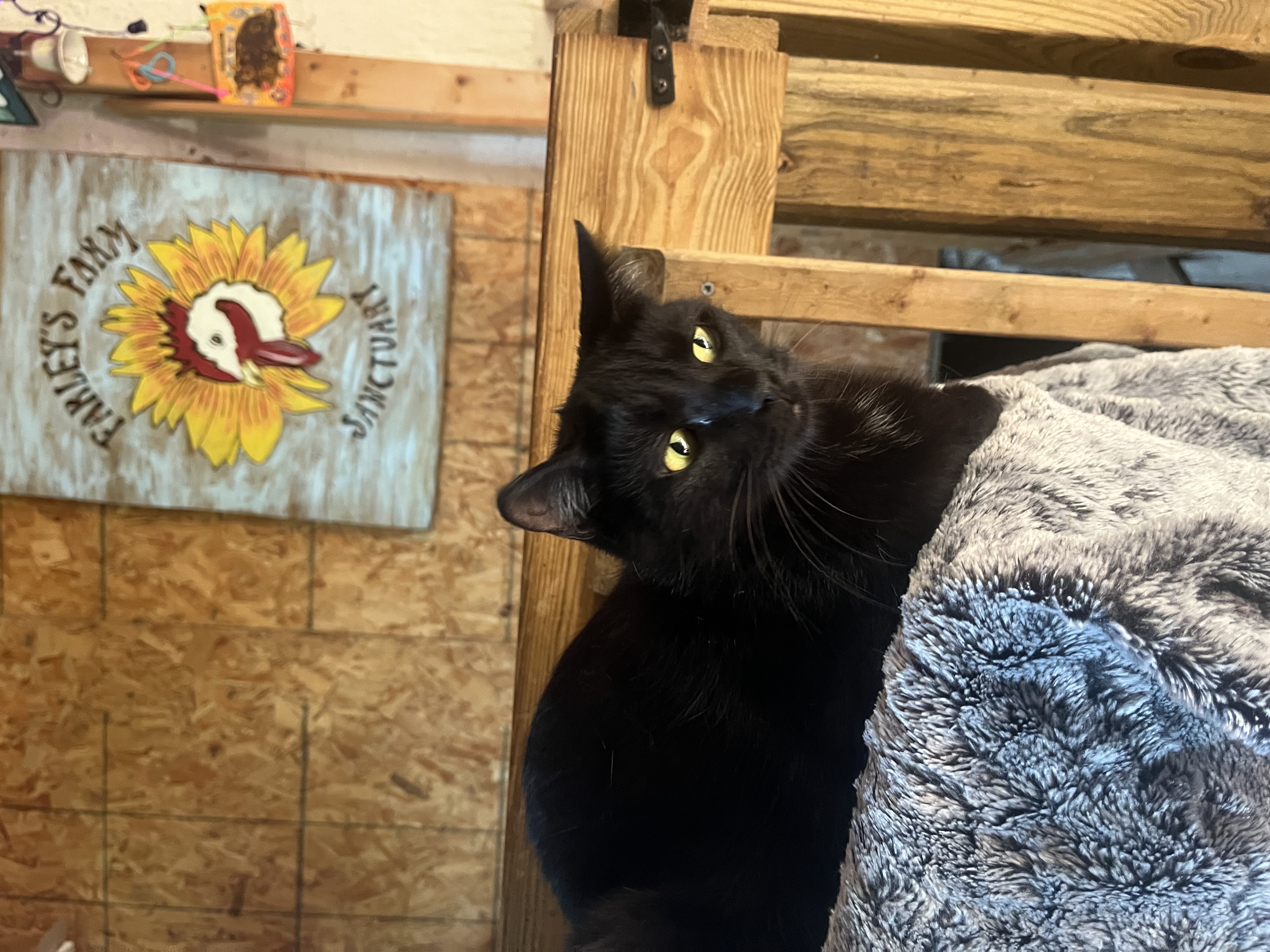 Eclipse, a Adopted American Shorthair in Swanton, OH image 3/5