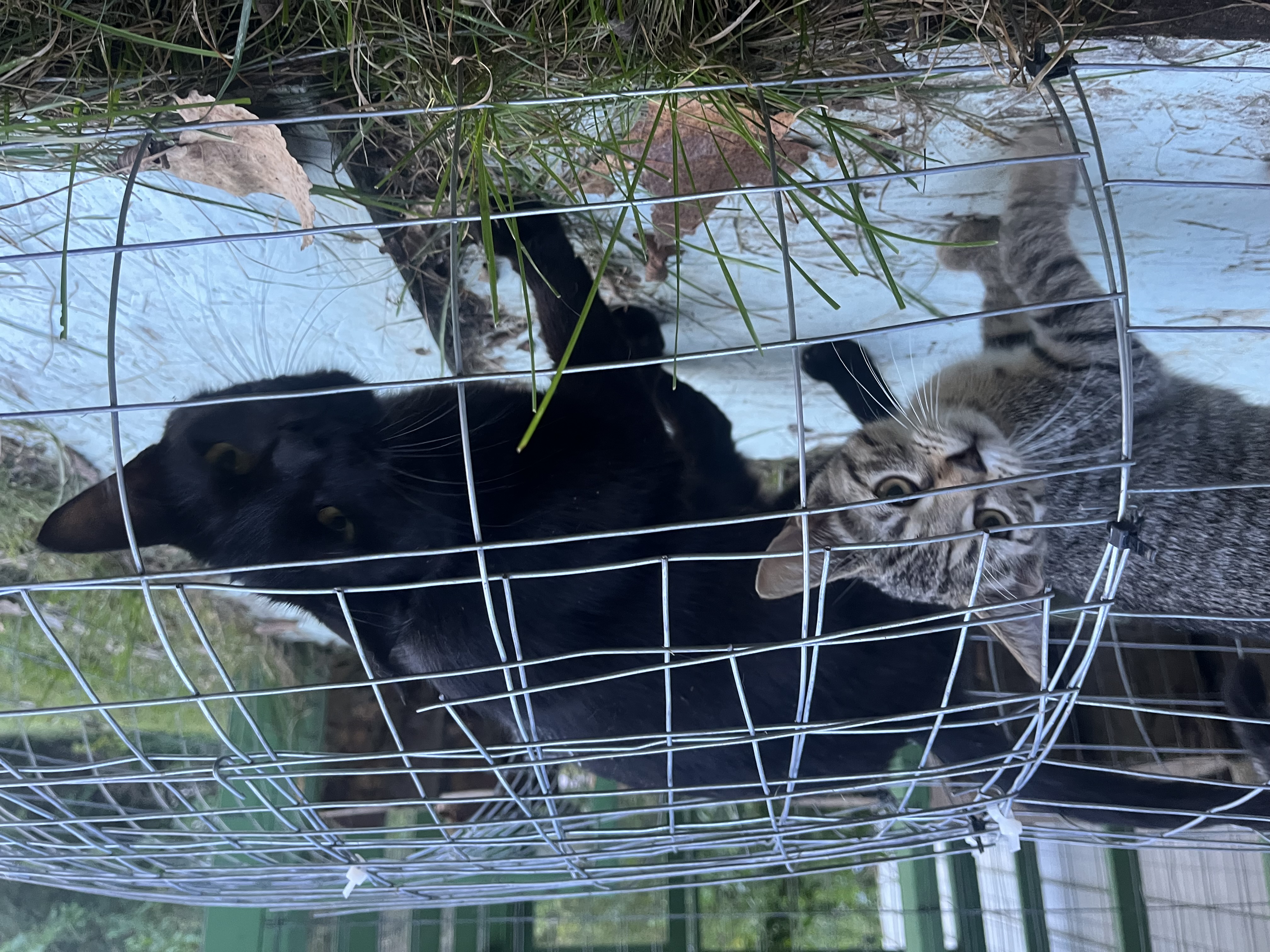 Eclipse, a Adopted American Shorthair in Swanton, OH image 4/5