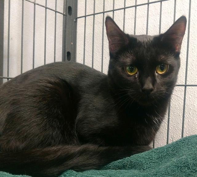 Tierra, Adoptable, Adult Female Domestic Short Hair.