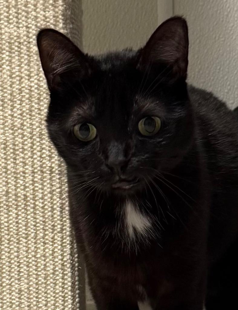 Tierra, Adoptable, Senior Female Domestic Short Hair.