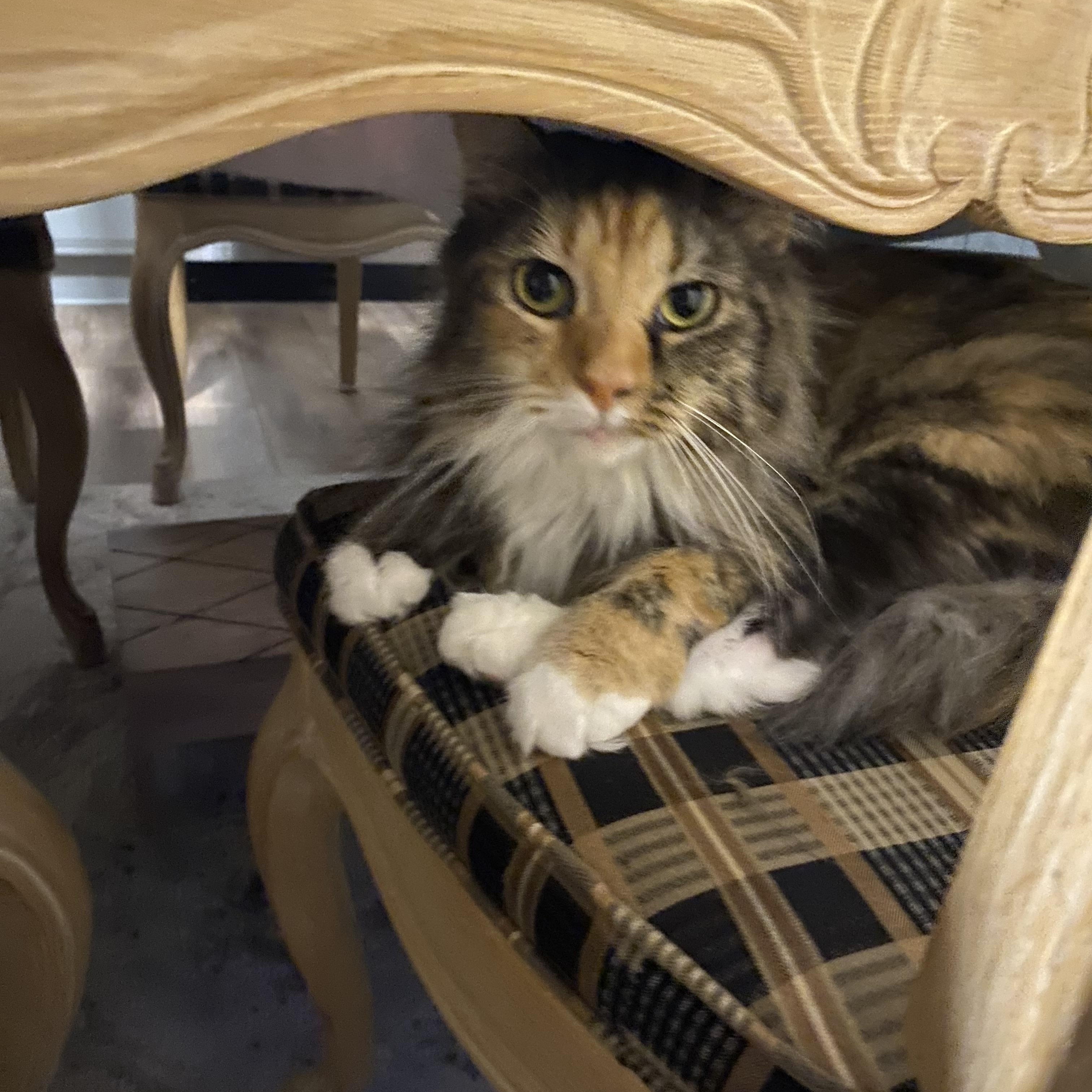 Rosie, ADOPTABLE, Adult Female Calico.