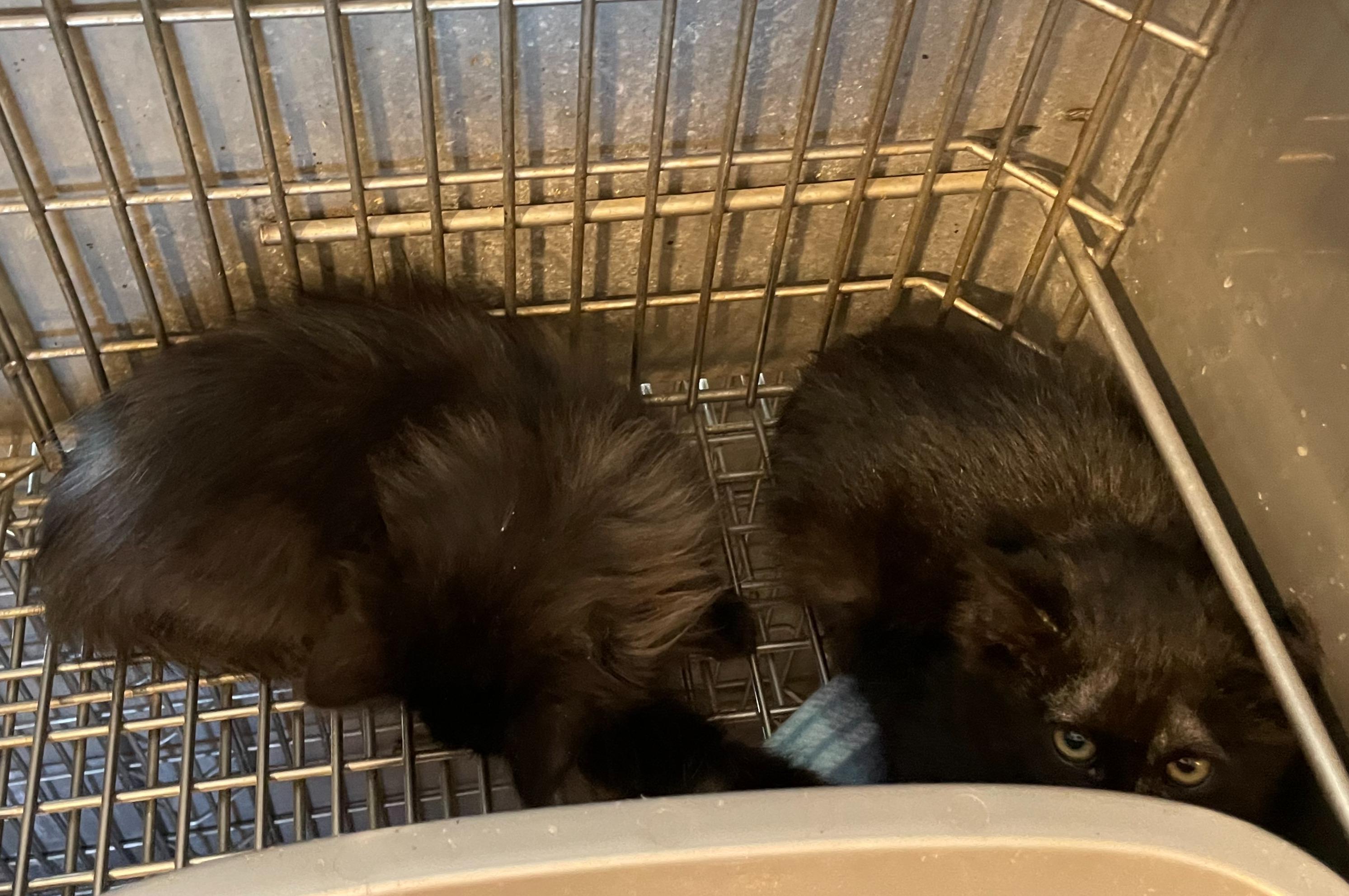 B.C. # 4, adopted, Young Male Domestic Short Hair.