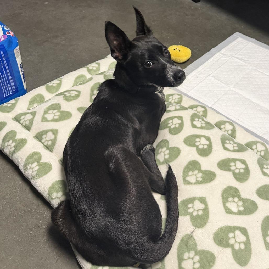 Squirrel, Adoptable, Young Male Chihuahua & Mixed Breed.