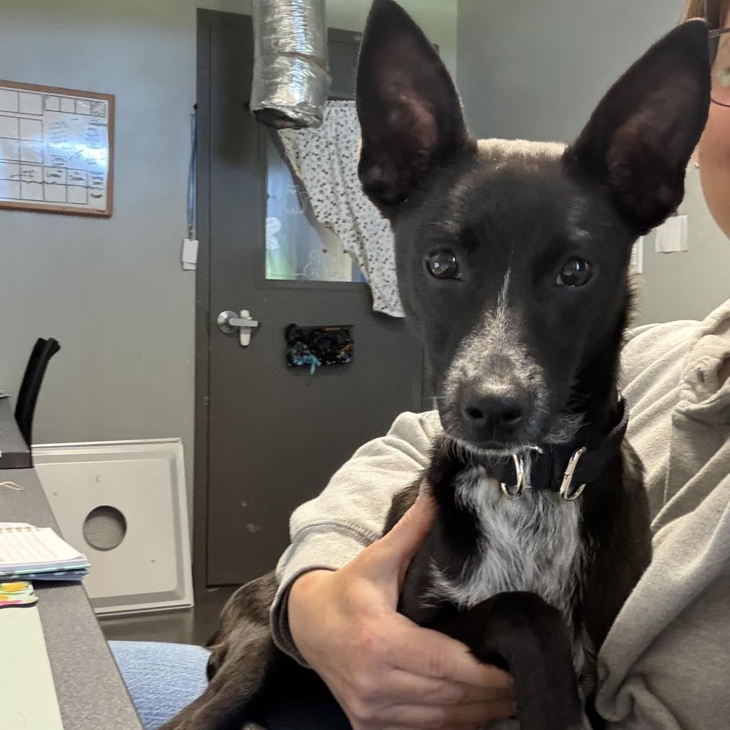 Squirrel, a Adoptable mixed breed in Dover, NH image 2/6