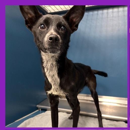 Squirrel, a Adoptable mixed breed in Dover, NH image 3/6