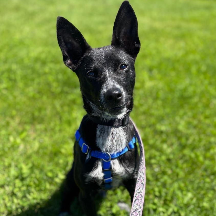 Squirrel, a Adoptable mixed breed in Dover, NH image 4/6