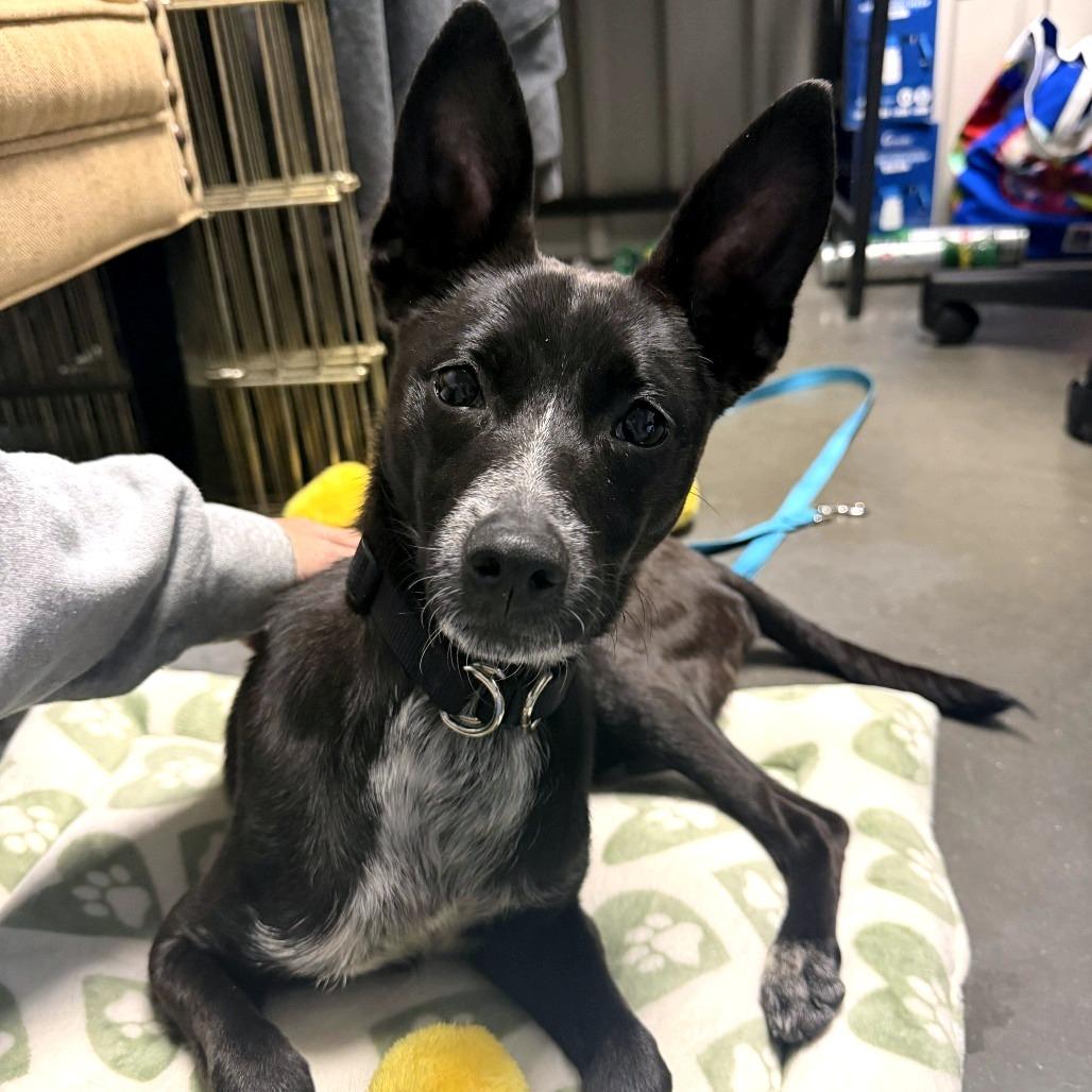 Squirrel, a Adoptable mixed breed in Dover, NH image 5/6