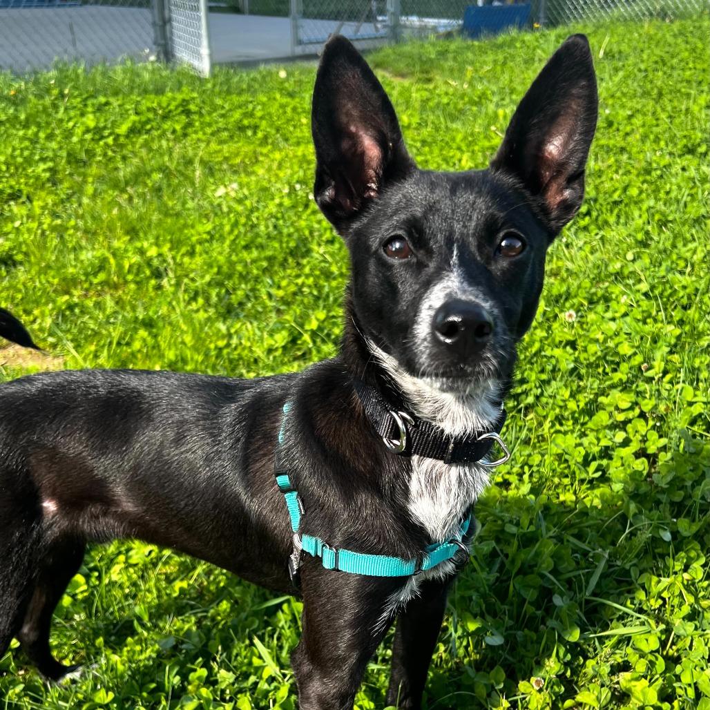 Squirrel, a Adoptable mixed breed in Dover, NH image 6/6