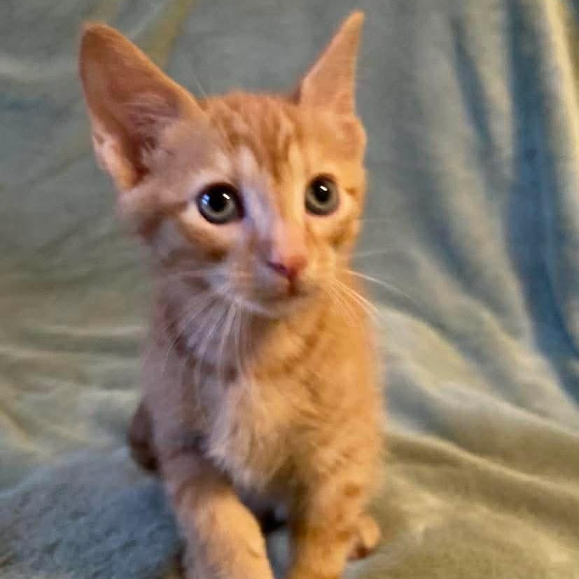 Koa, a ADOPTABLE Domestic Short Hair in Memphis, TN image 3/5
