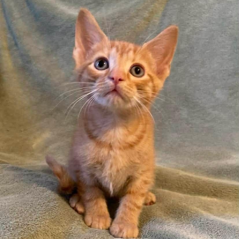 Koa, a ADOPTABLE Domestic Short Hair in Memphis, TN image 4/5