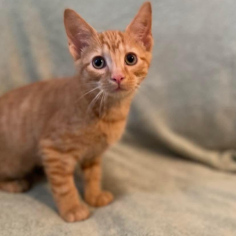 Koa, an adopted Domestic Short Hair in Memphis, TN image 1/6