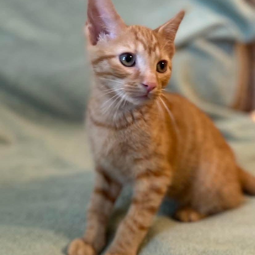 Koa, an adopted Domestic Short Hair in Memphis, TN image 6/6