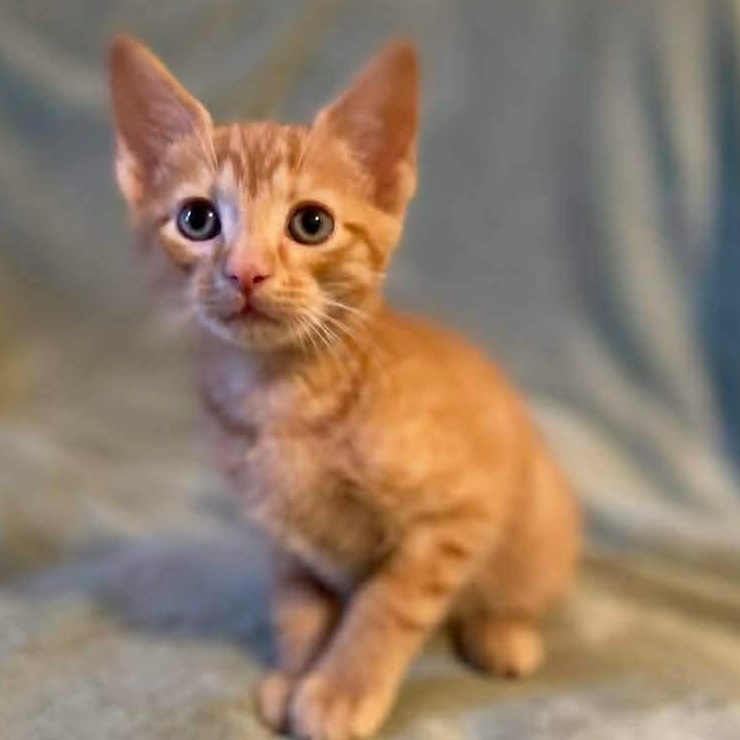 Koa, a ADOPTABLE Domestic Short Hair in Memphis, TN image 2/5