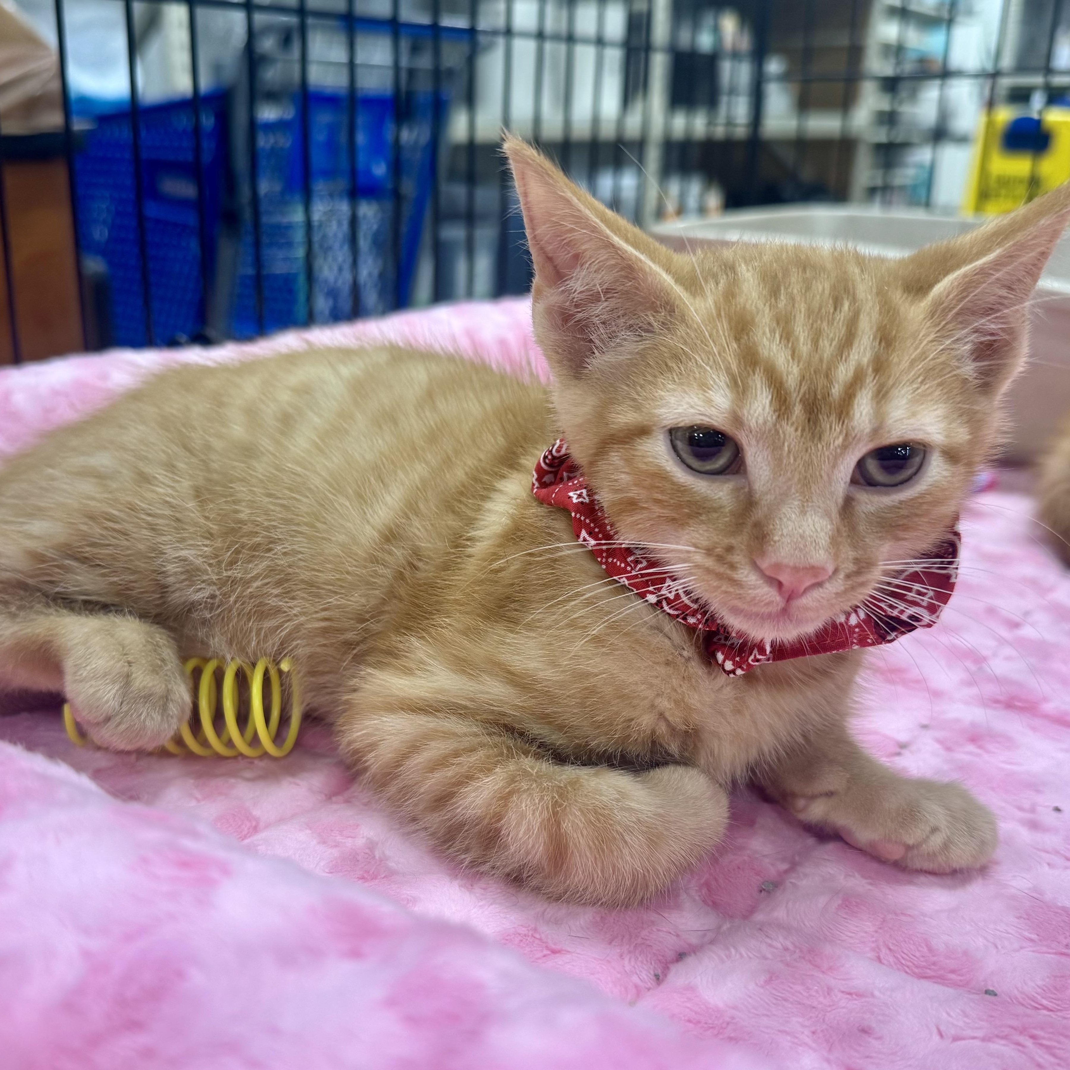 Koa, a ADOPTABLE Domestic Short Hair in Memphis, TN image 5/5