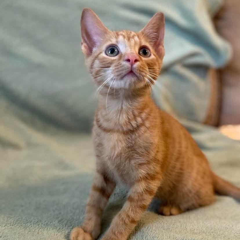 Koa, an adopted Domestic Short Hair in Memphis, TN image 5/6