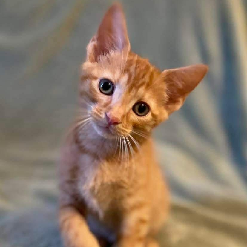 Koa, a ADOPTABLE Domestic Short Hair in Memphis, TN image 1/5