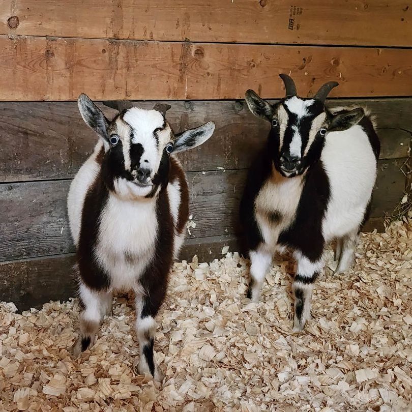 Goat for adoption Red Stripe & Rona, a Nigerian Dwarf in Beulaville, NC Petfinder