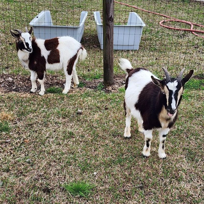 Goat for adoption Red Stripe & Rona, a Nigerian Dwarf in Beulaville, NC Petfinder