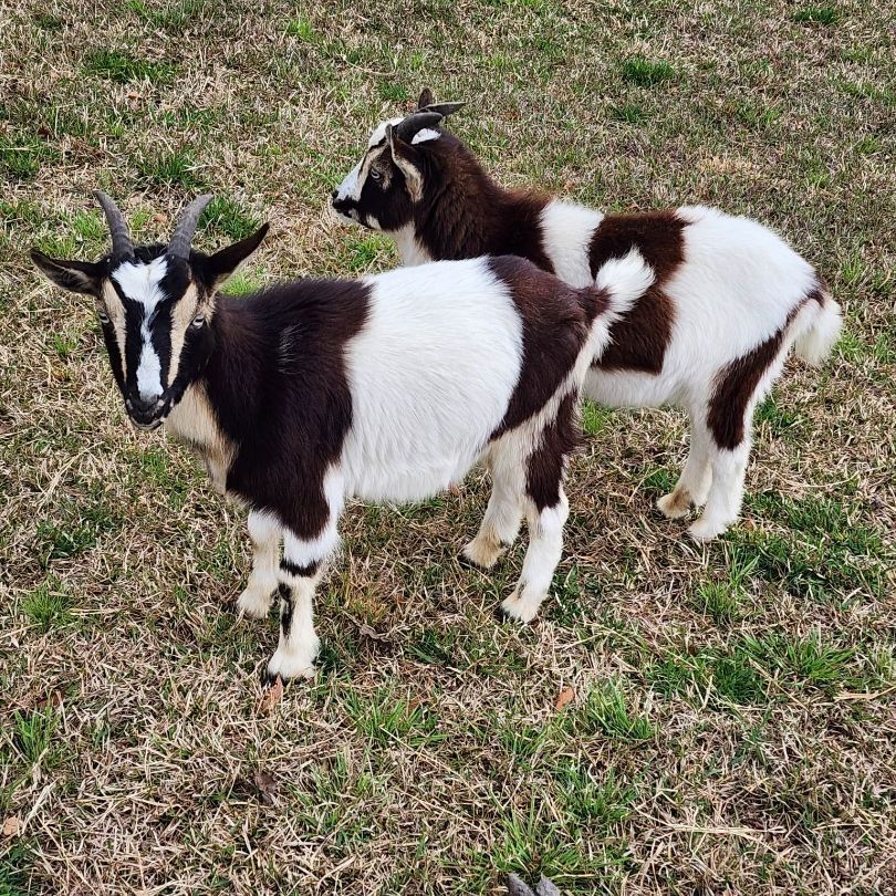 Goat for adoption Red Stripe & Rona, a Nigerian Dwarf in Beulaville, NC Petfinder