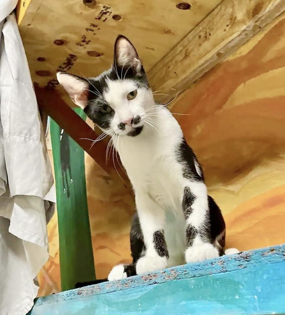 Pistachio, Adoptable, Young Male American Shorthair & Domestic Short Hair.