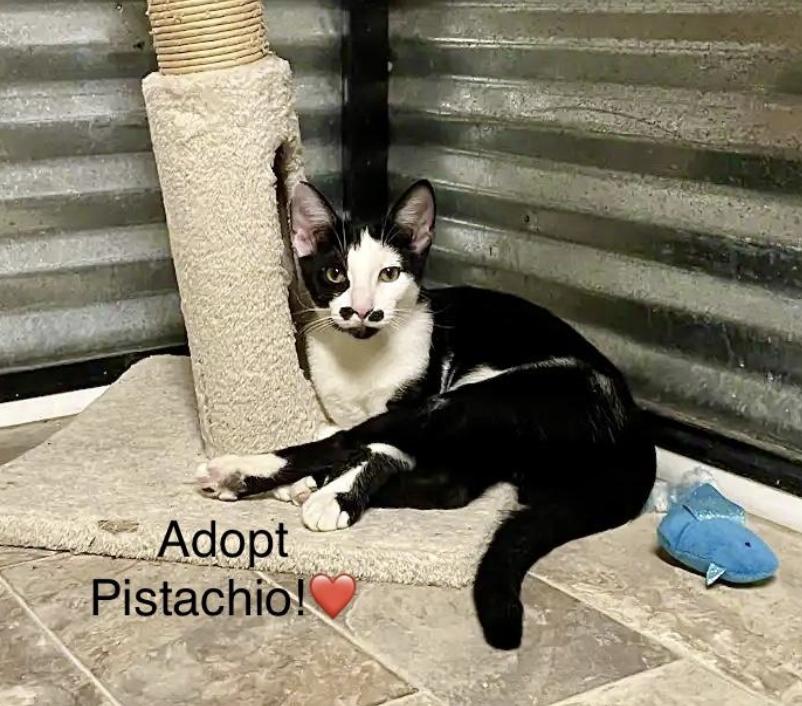 Pistachio, a Adoptable mixed breed in Williamsburg, NM image 2/3