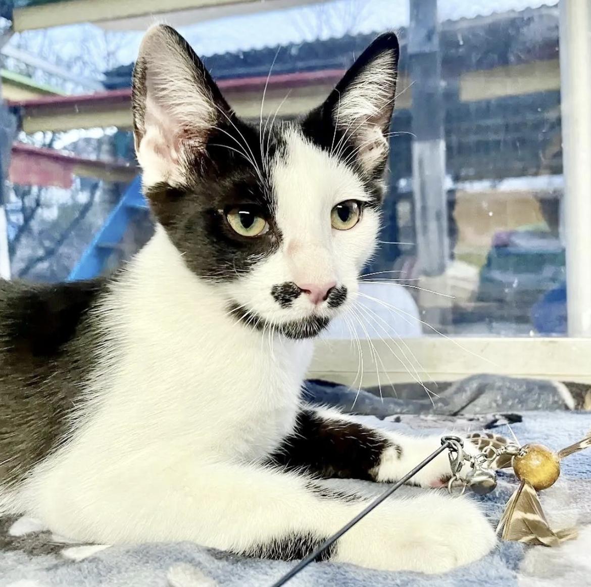 Pistachio, a Adoptable mixed breed in Williamsburg, NM image 3/3