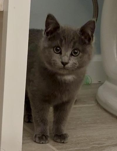 BRUCE - BARN CAT, Adoptable, Kitten Male Domestic Short Hair.