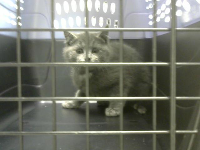 Enlarge BRUCE - BARN CAT, a Adoptable Domestic Short Hair in Aurora, CO image 1/1