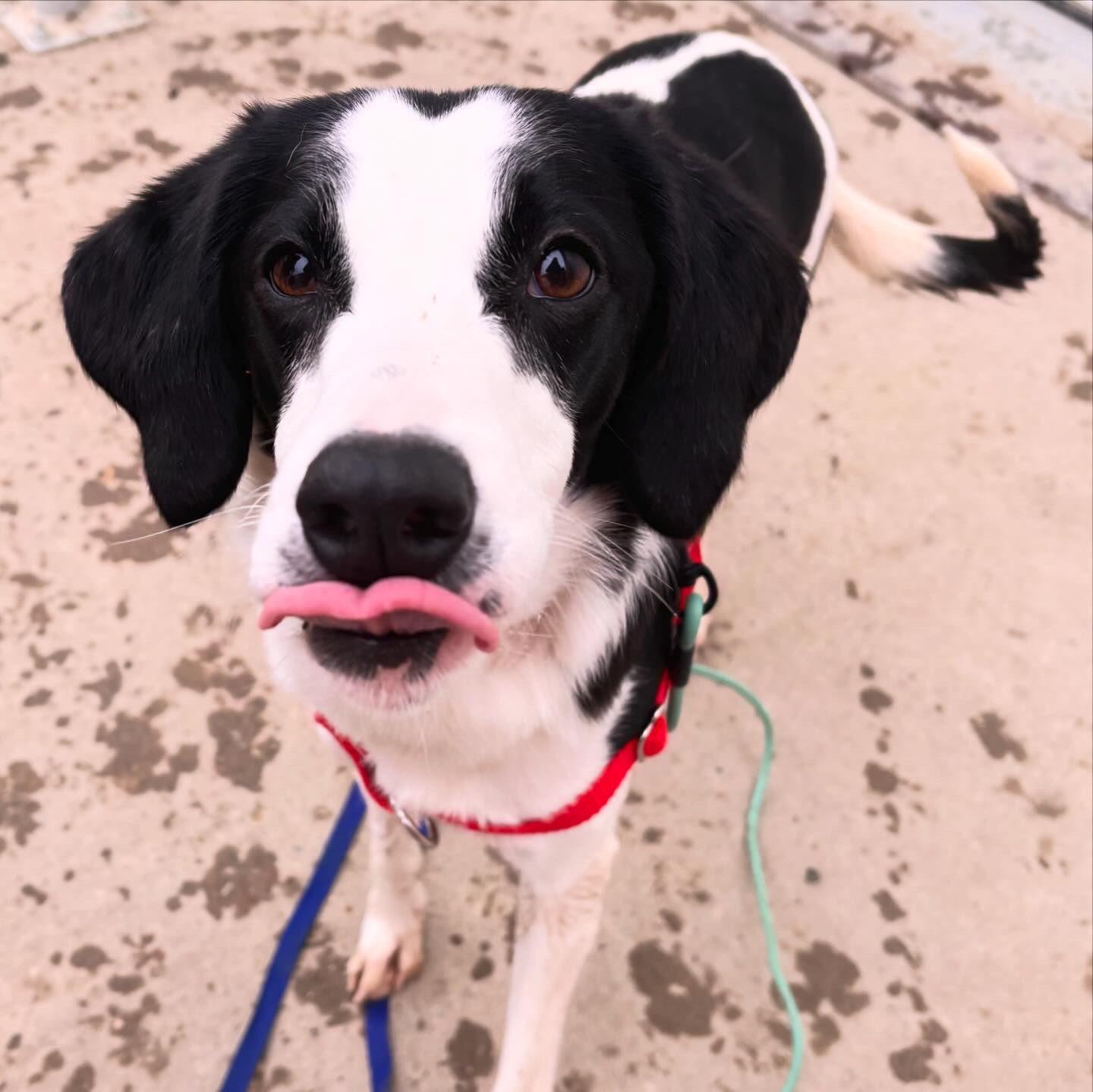 Enlarge Lucy, a ADOPTABLE mixed breed in Edmonton, AB image 1/2