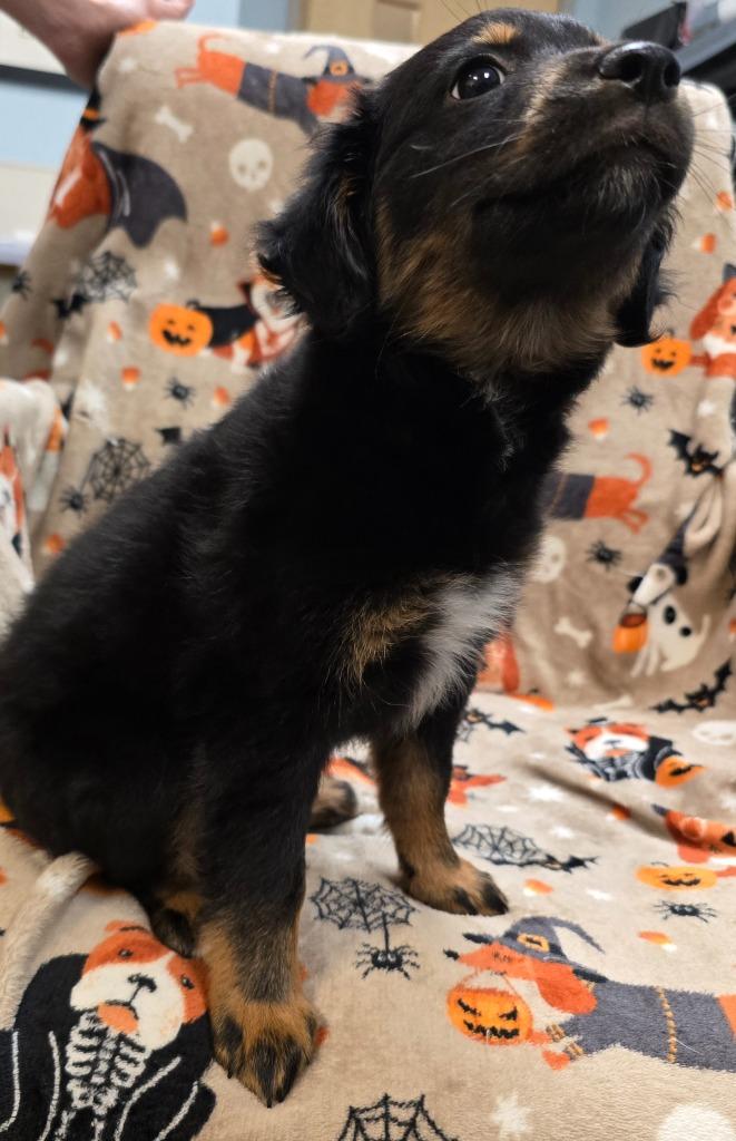Enlarge Freya, a Adopted mixed breed in Murphysboro, IL image 1/2