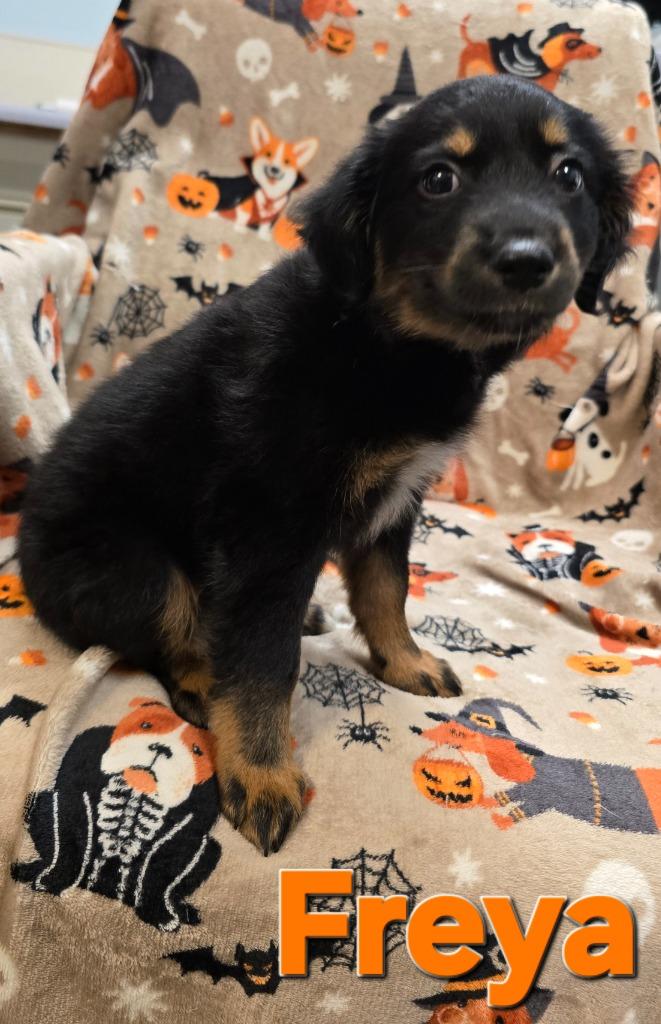 Enlarge Freya, a Adopted mixed breed in Murphysboro, IL image 2/2
