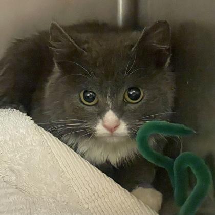 Enlarge Hoot, an adopted Domestic Medium Hair in Flagstaff, AZ image 1/1