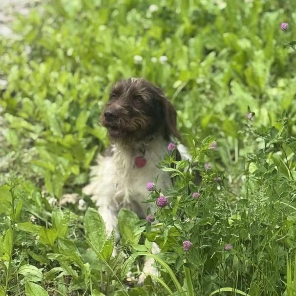 Suzie NEEDS FOSTER (Essie, Kentucky), Adoptable, Adult Female Wirehaired Pointing Griffon.