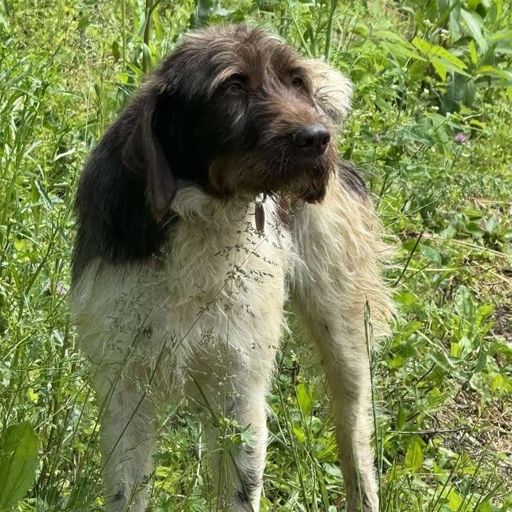 Suzie NEEDS FOSTER (Essie, Kentucky), a Adoptable Wirehaired Pointing Griffon in Santa Rosa, CA image 2/6
