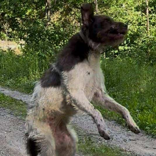 Suzie NEEDS FOSTER (Essie, Kentucky), a Adoptable Wirehaired Pointing Griffon in Santa Rosa, CA image 3/6