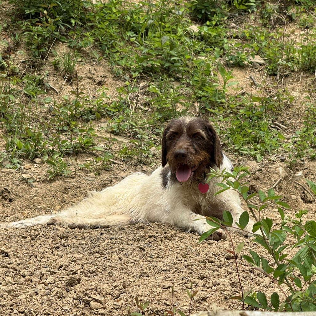 Suzie NEEDS FOSTER (Essie, Kentucky), a Adoptable Wirehaired Pointing Griffon in Santa Rosa, CA image 4/6