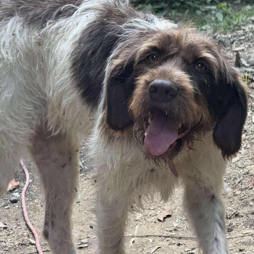 Suzie NEEDS FOSTER (Essie, Kentucky), a Adoptable Wirehaired Pointing Griffon in Santa Rosa, CA image 5/6