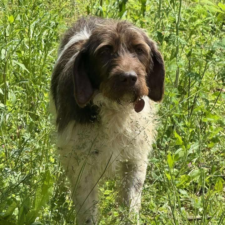 Suzie NEEDS FOSTER (Essie, Kentucky), a Adoptable Wirehaired Pointing Griffon in Santa Rosa, CA image 6/6