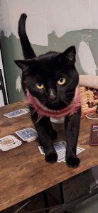 Ting Ting, Adoptable, Young Female Domestic Short Hair.