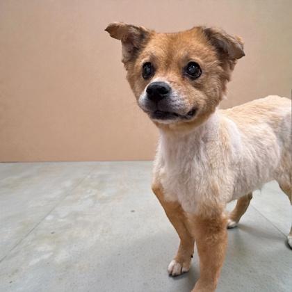 Molly — thumbnail 2